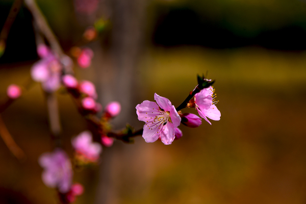 粉红色桃花