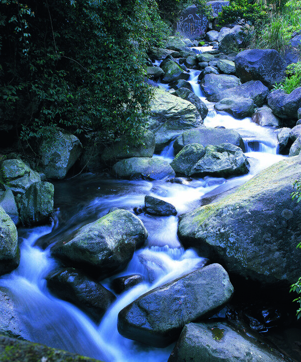 树植物水风景山