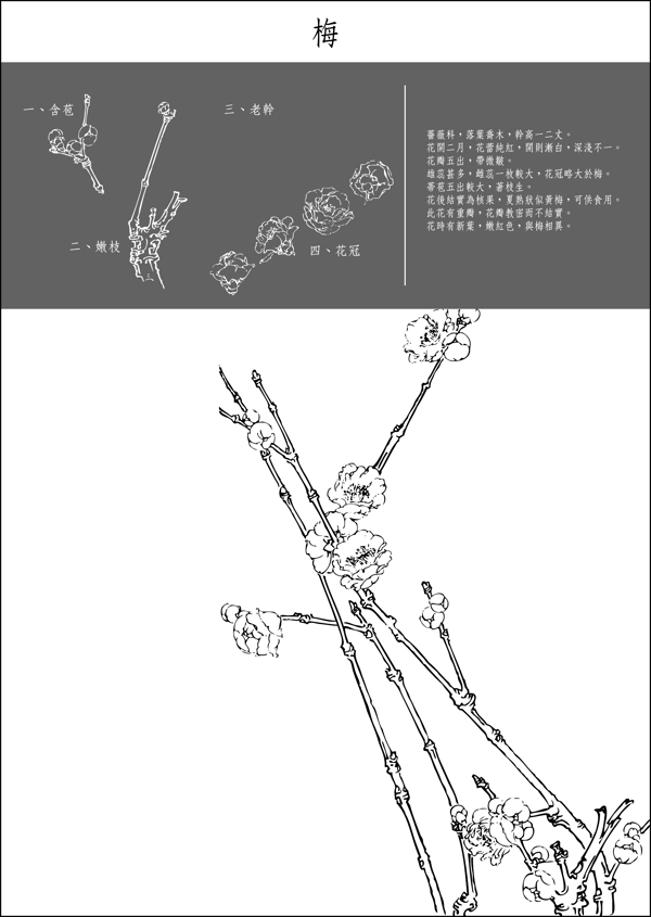 工笔画梅花