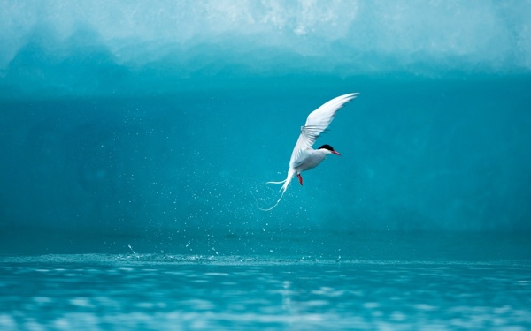 北极燕鸥图片