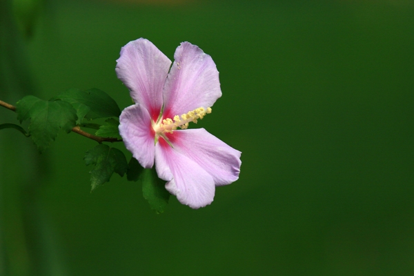 木槿花