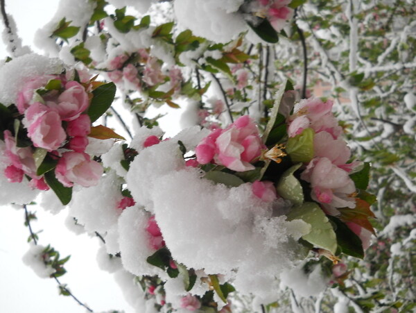 雪中海棠图片