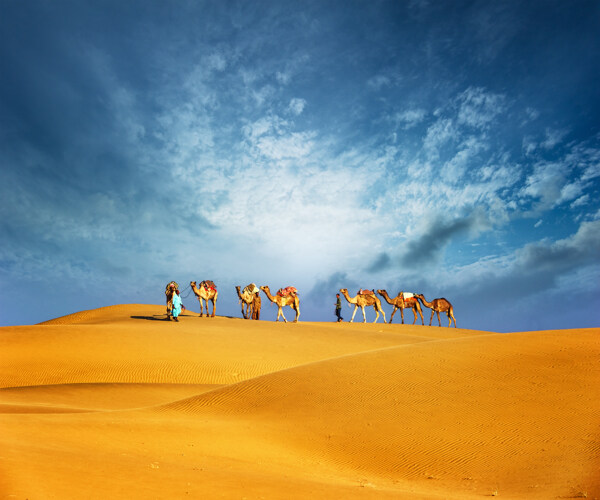 沙漠上的骆驼队