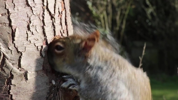 松鼠动物树干视频