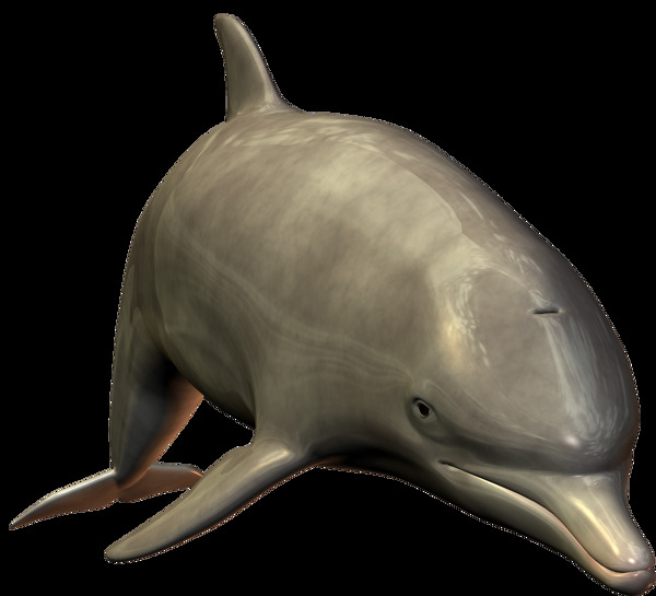 一只灰色大海豚图片免抠png透明图层素材