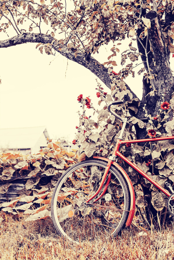靠在树叶傍边的自行车图片