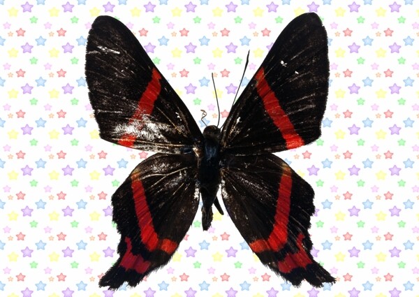黑色红条纹蝴蝶图片
