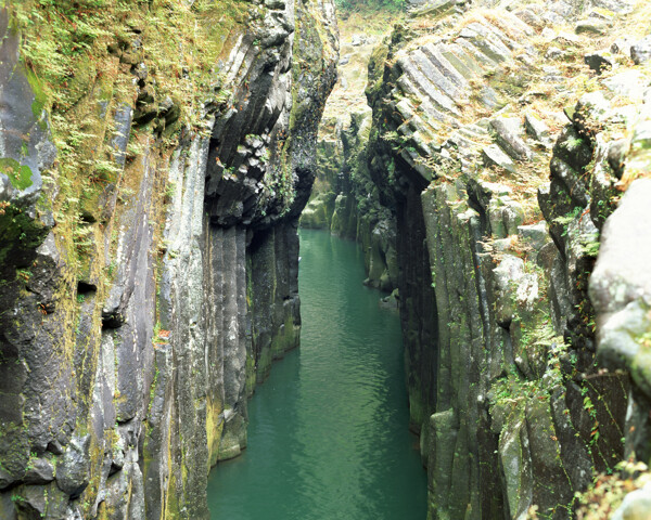 树植物水风景