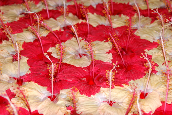红色和黄色pistilles芙蓉花