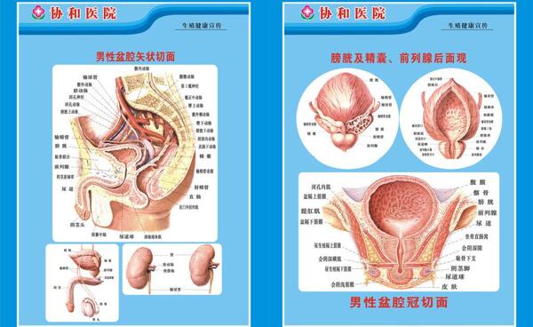 男性盆腔切面图图片