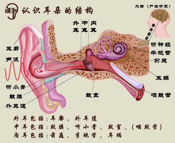 耳朵解剖图