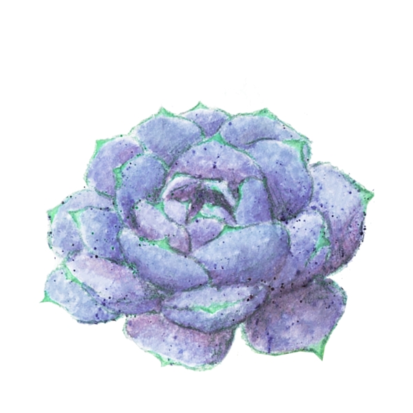 蓝色多肉植物一朵盛开的花朵免抠图