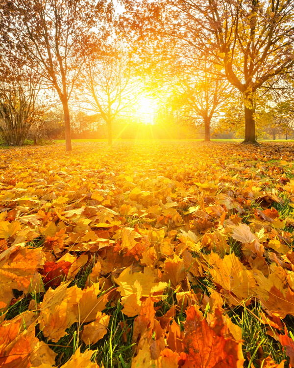 秋季风景背景图片