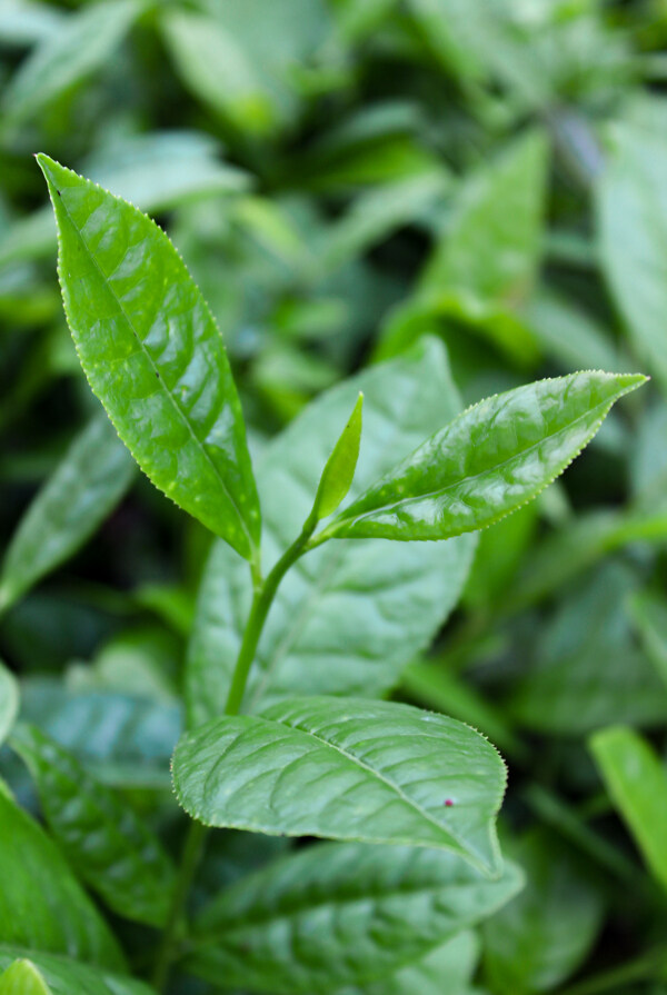 茶叶植物树叶