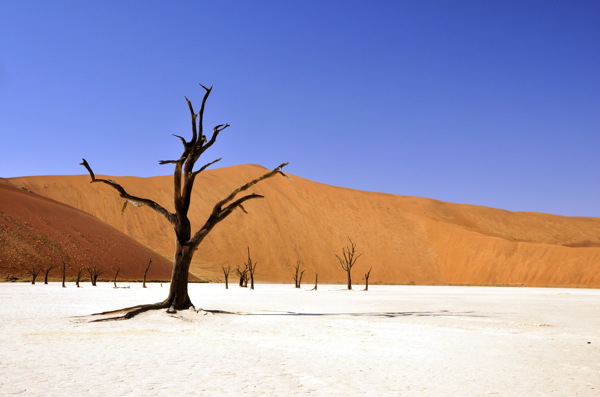 荒凉沙漠枯树风景图片