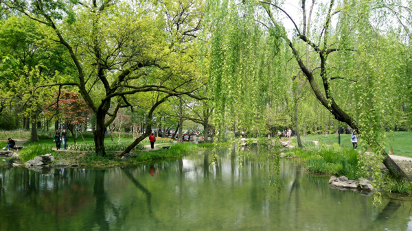 西湖风景背景墙