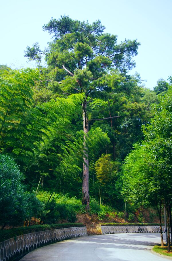 青松挺立竹柳常青图片