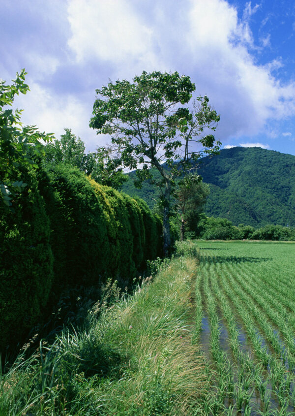 陆地旷野户外平原田园田野天空大自然树木绿意风光风景广告素材大辞典