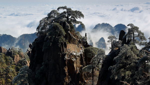 安徽黄山奇松风景