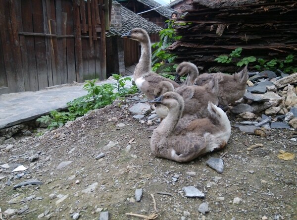 鹅图片