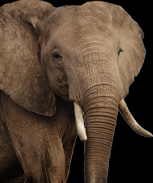 棕色大耳朵大象图片免抠png透明图层素材