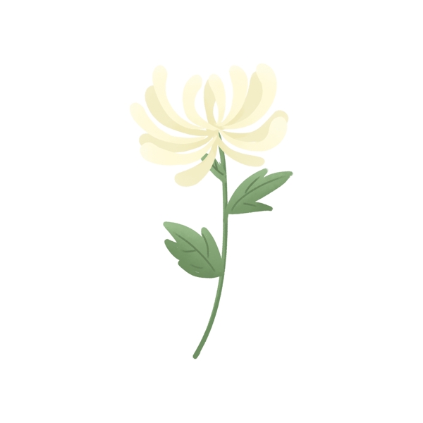 清明清明节祭拜祖先的一枝白色菊花
