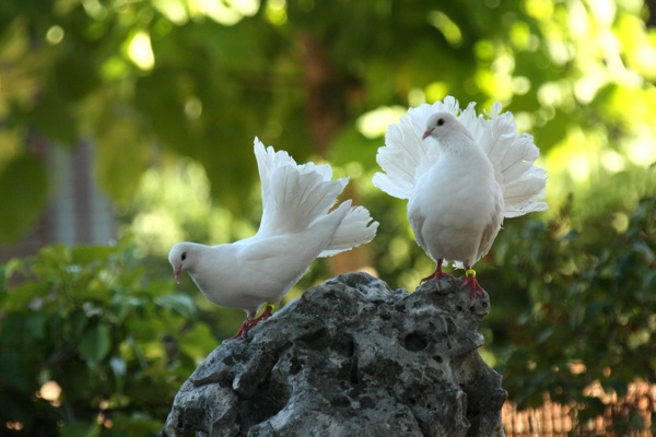 两只白色鸽子