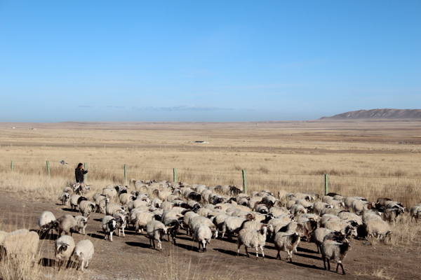 青海湖牧羊图片