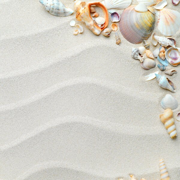 沙滩贝壳海螺海星图片