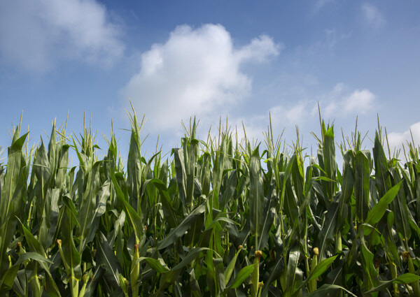 蓝天白云下的玉米地大图图片