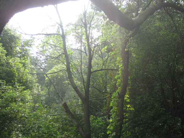 香樟树林图片