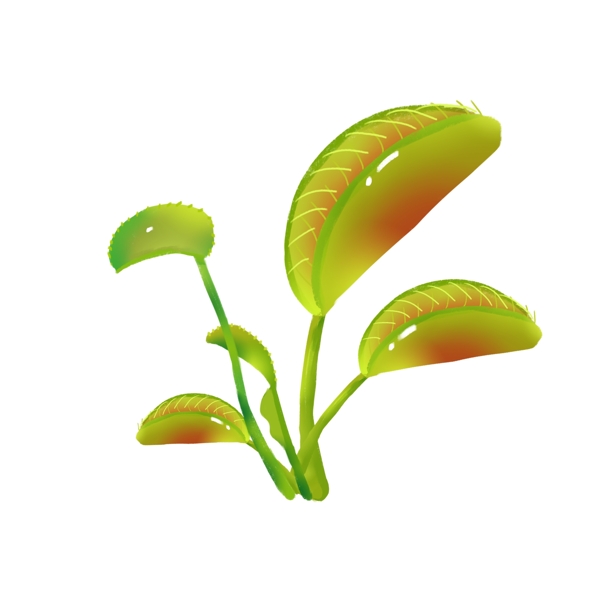 绿色植物捕蝇草插画