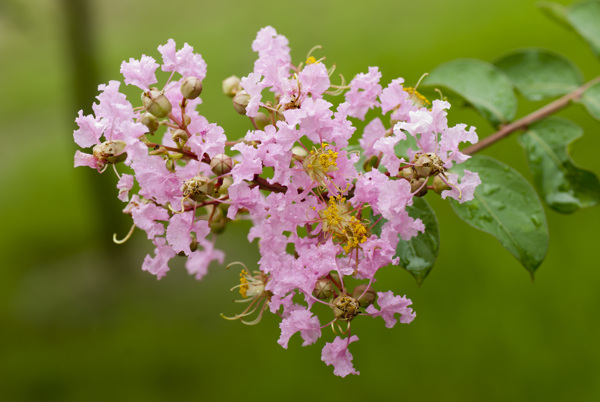 花素材