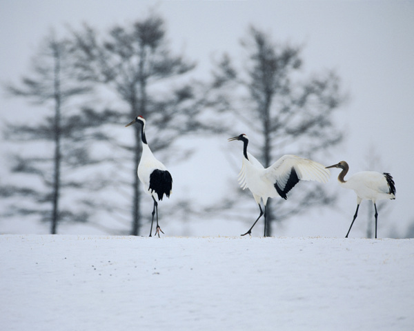 冬天雪景雪景大雪