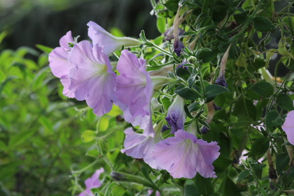 牵牛花