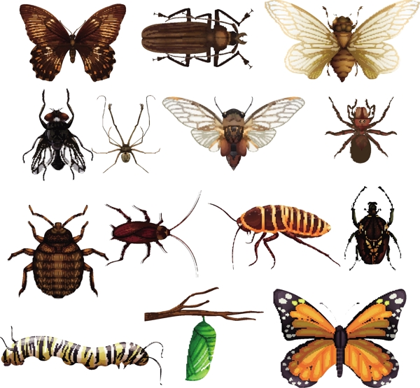 各种各样昆虫图片