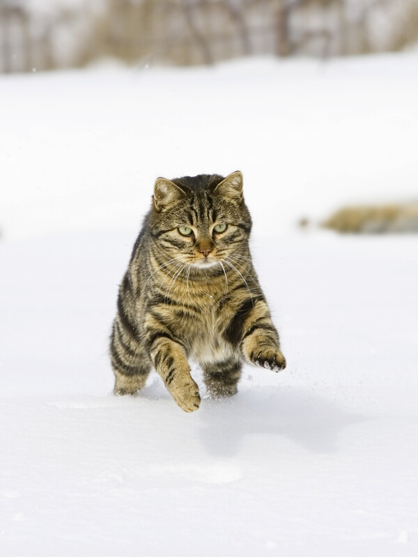 雪地上奔跑的小猫