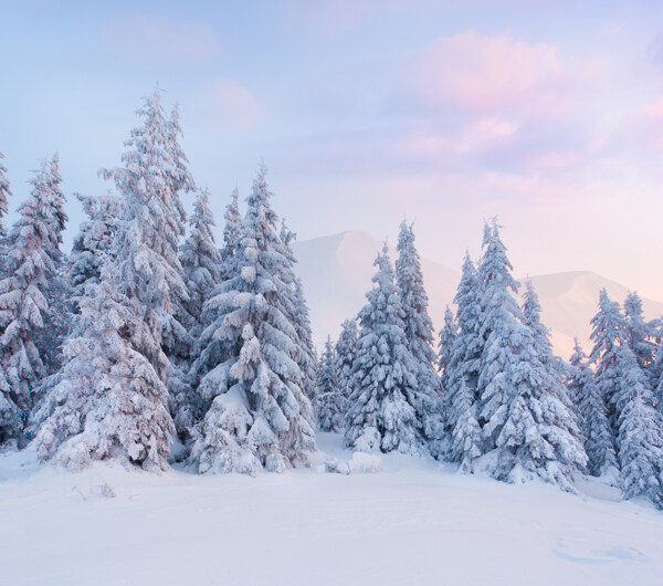 美丽树林雪景图片