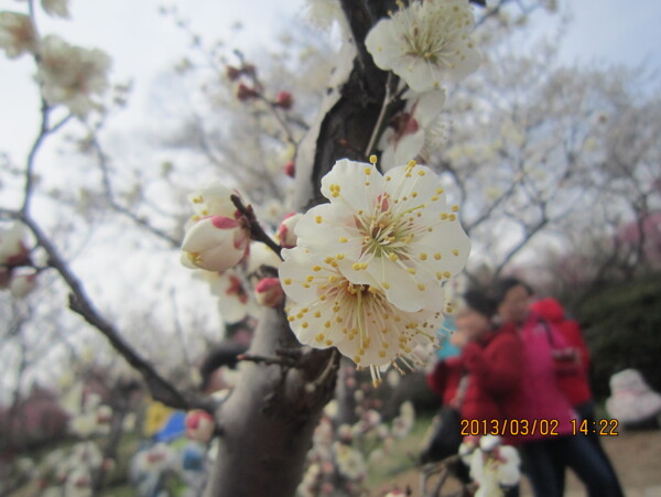 梅花图片