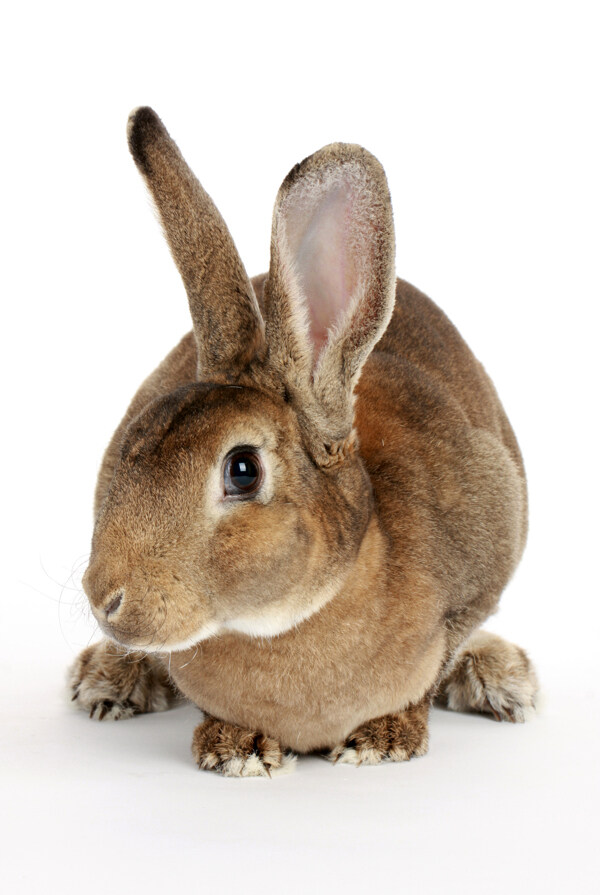 兔子的高清特写图片图片