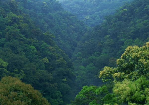 绿色茂密的山林