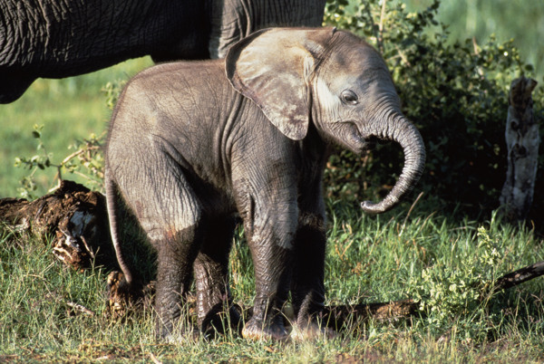 非洲野生动物大象图片图片