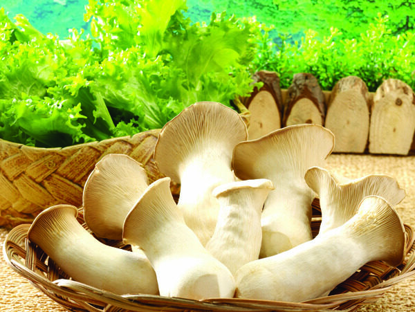 诱人蘑菇
