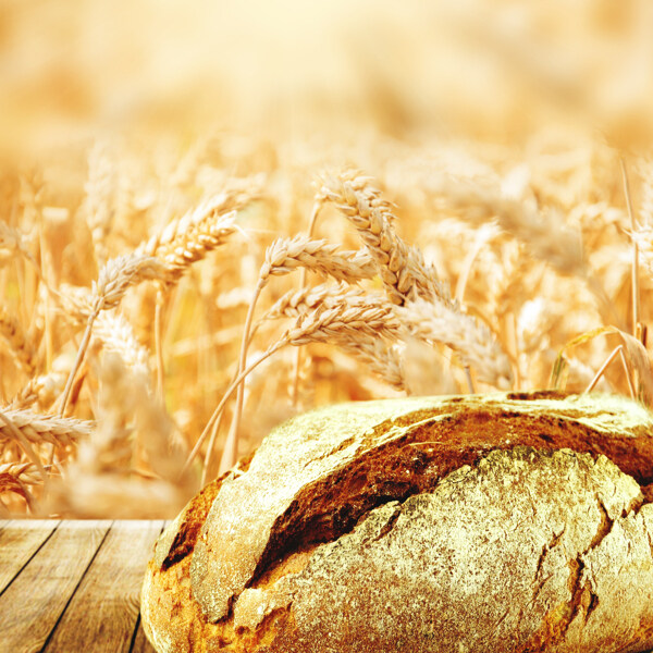 麦子与面包