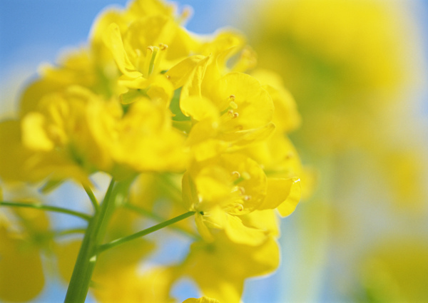 高清图库素材阳光鲜花