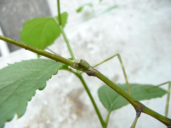 竹节虫图片