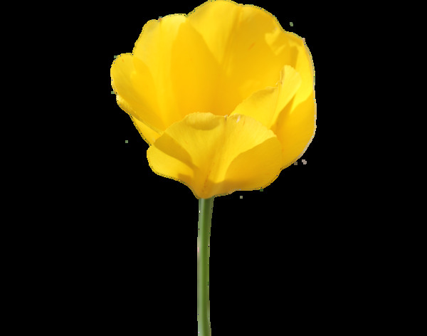黄色花朵png元素