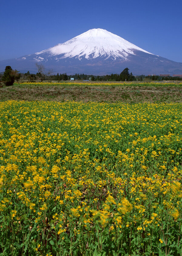 富士山图片