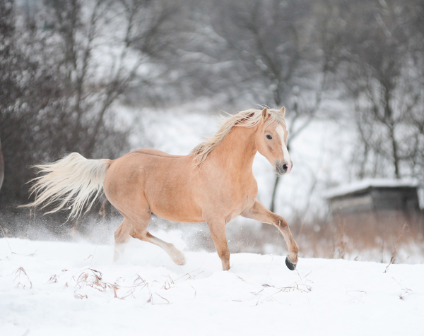 雪地上奔跑的马匹图片