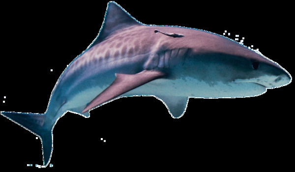漂亮深蓝色鲨鱼免抠png透明素材